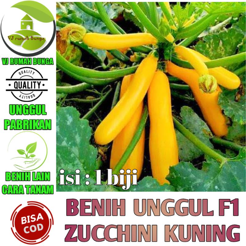 Benih Bibit Zucchini kuning Glowing F1 Benih Labu Zuchini Kuning