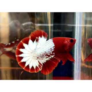 Image of plakat fccp red head star tail sepasang