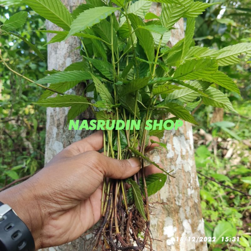 BIBIT AFRIKA KAYU 50 POHON CABUTAN / BIBIT POHON KAYU AFRIKA / BIBIT AFRIKA KAYU / SOBSI / MANI'I