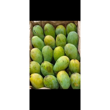 

mangga harum manis