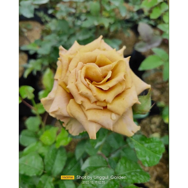 Mawar Import Honeydjhon Dewasa