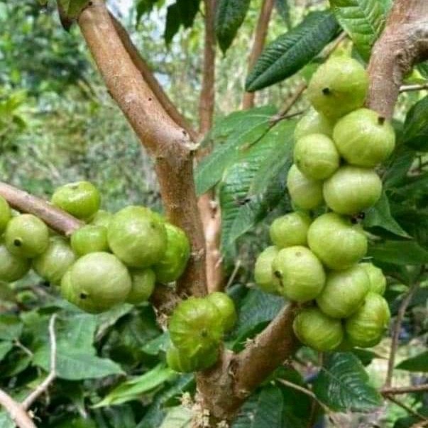 Bibit Tanaman Anggur Brazil White Jaboticaba/ Bibit Anggur Pohon Putih Varietas Baru Langka dan Unik