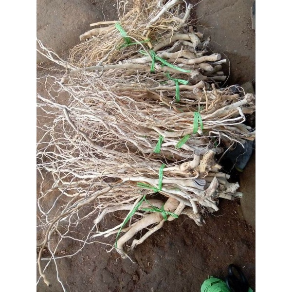 AKAR SENGGANI KUPAS 100 GRAM / AKAR SENGGANI BESAR LILITAN