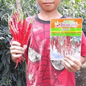 5 Bibit Cabe Keriting Merah Hibrida F1 Lidia Benih Cabai Super Sayuran Buah Lebat Unggul Berkualitas