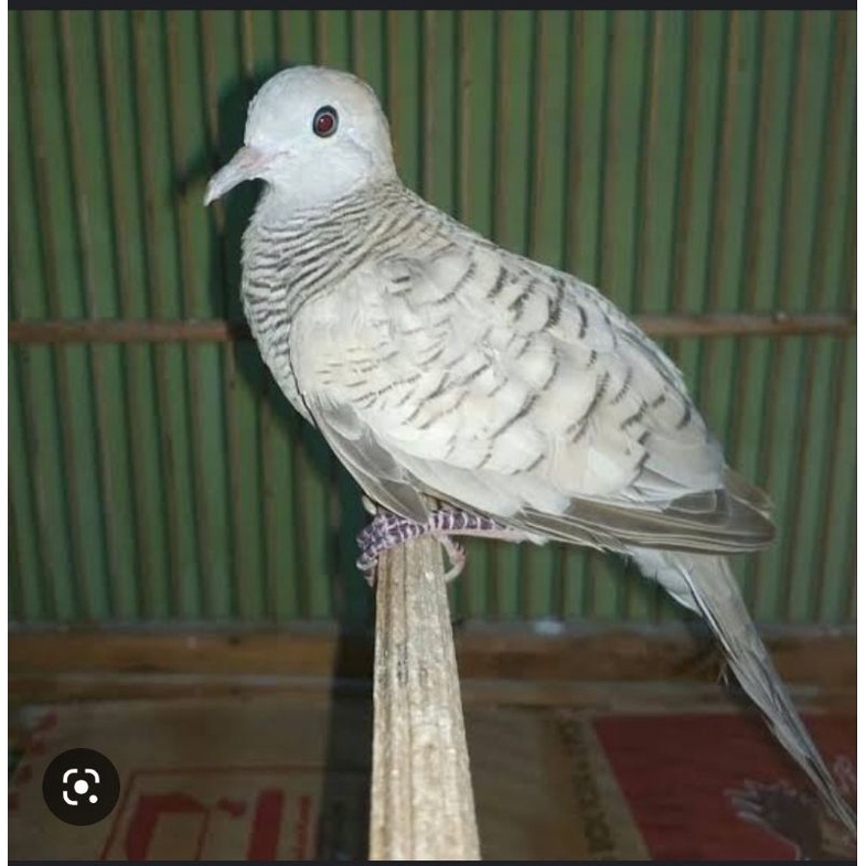 burung perkutut warna silver