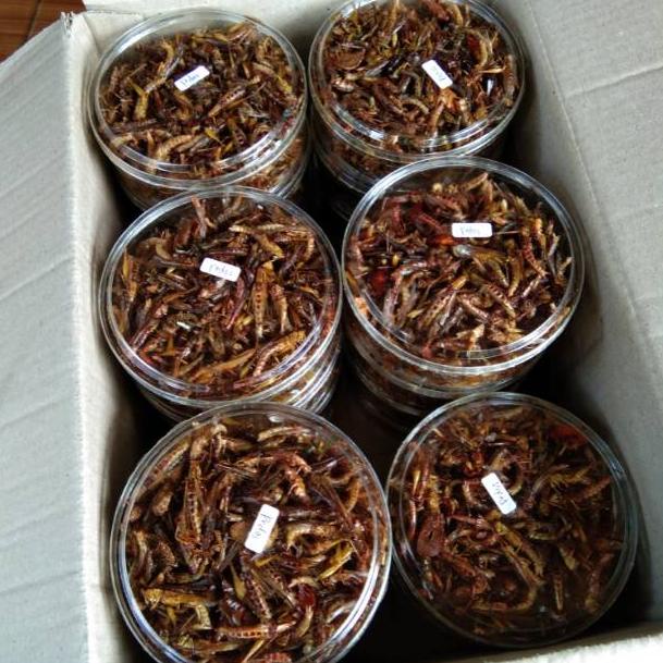 

G-3E❤) ⭐⭐⭐⭐⭐ COD / BELALANG GORENG/WALANG GORENG BESAR BEST SELLER premium