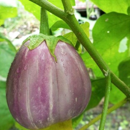 Benih bibit Terong Ungu Bulat besar 140 benih