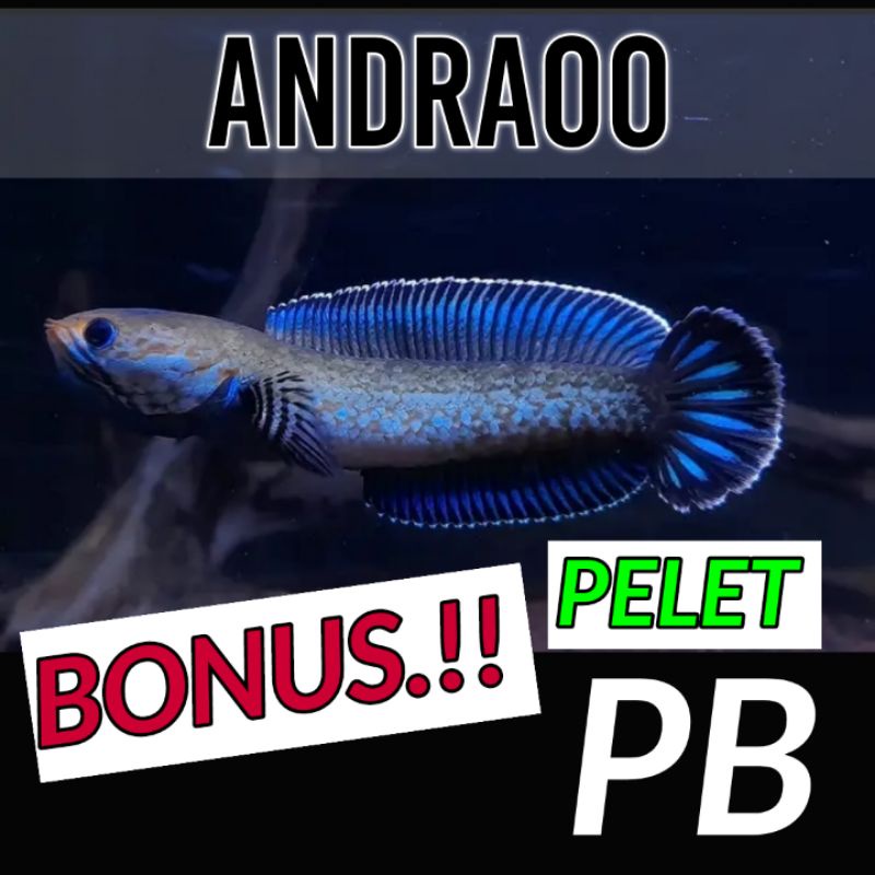 andrao gondrong 7-8cm ( BISA COD + BONUS PELET PB)