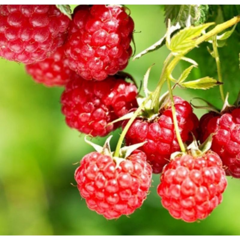 Bibit Buah Raspberry / Raspberry Merah, Cepat Berbuah