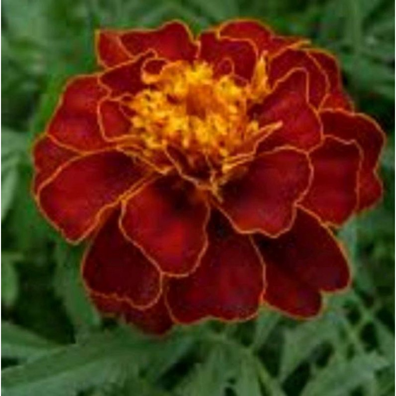 benih BUNGA MARIGOLD RED marigold merah isi 3 biji