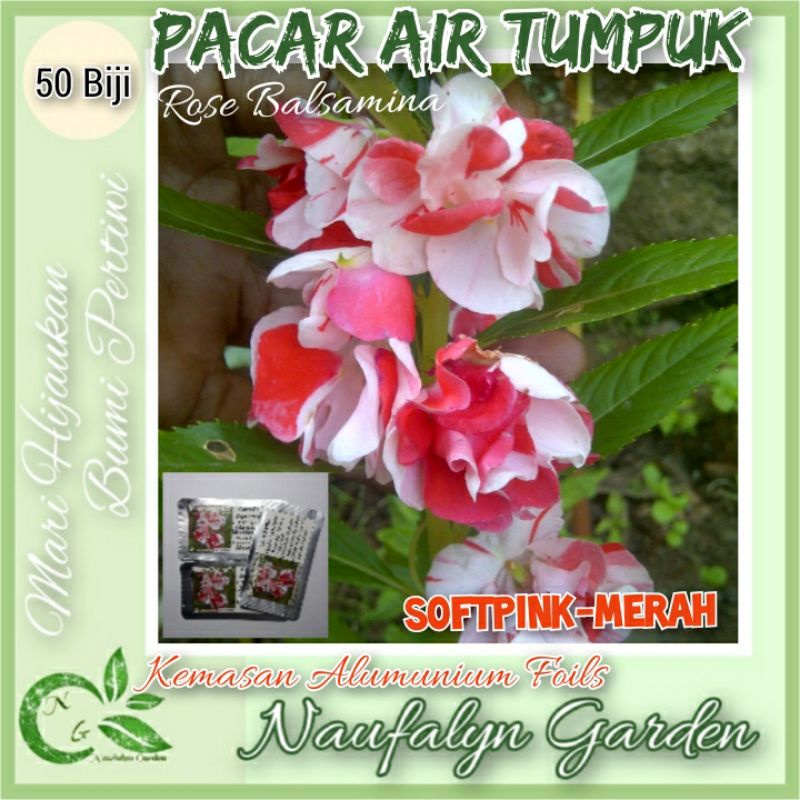 50 Benih Bibit Bunga Pacar Air Rose Balsamina Softpink Merah