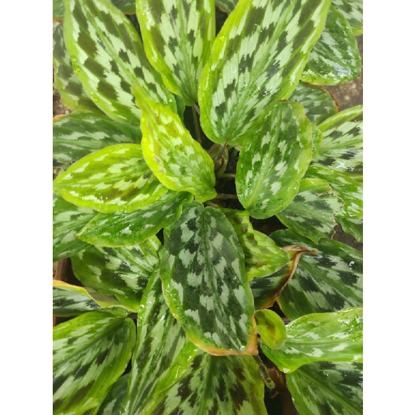 Tanaman Hias Calathea Ekor Merak