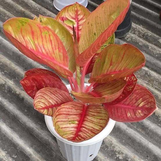 Tanaman hias bibit aglonema goliath terah merah /Anakan aglonema goliath terah merah /aglonema golia