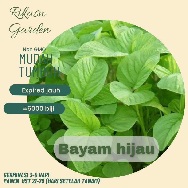 KHUSUS BATAM, BARELANG, BELAKANG PADANG BENIH biji bibit bayam super