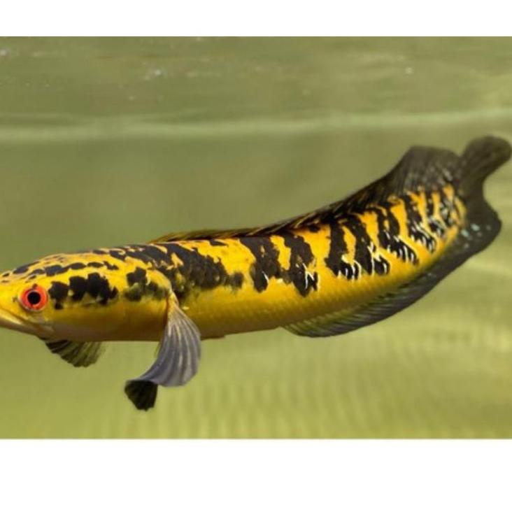 Promo Sekarang yellow sentarum 19-20cm