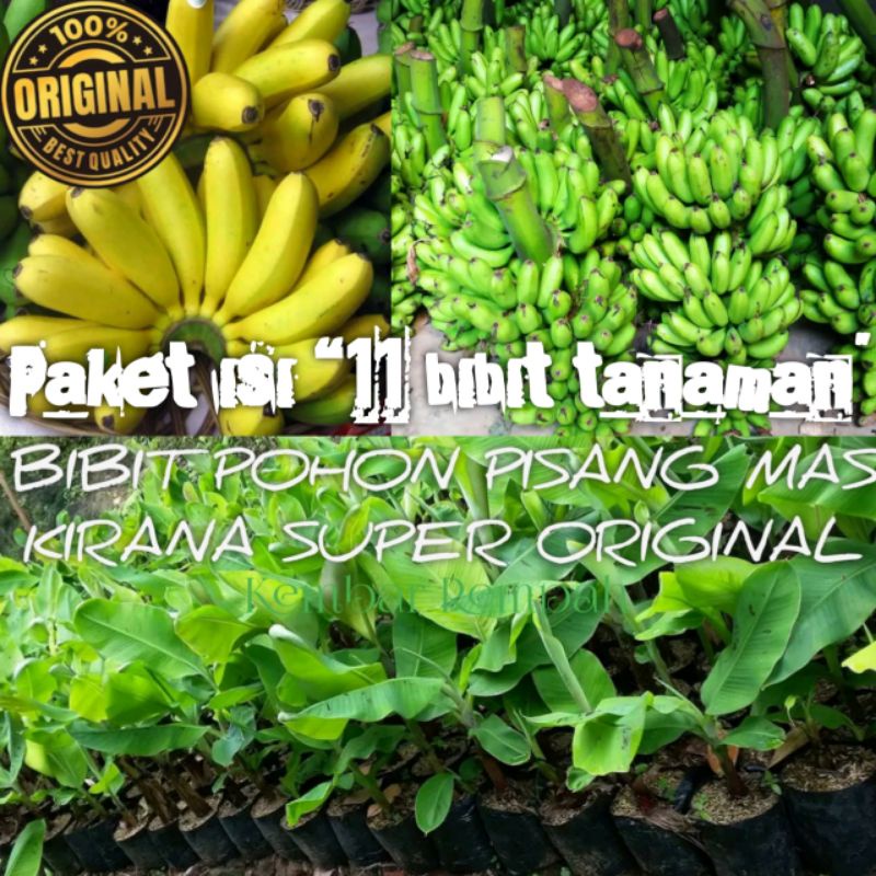 Bibit pohon pisang mas kirana (paket 11 bibit)