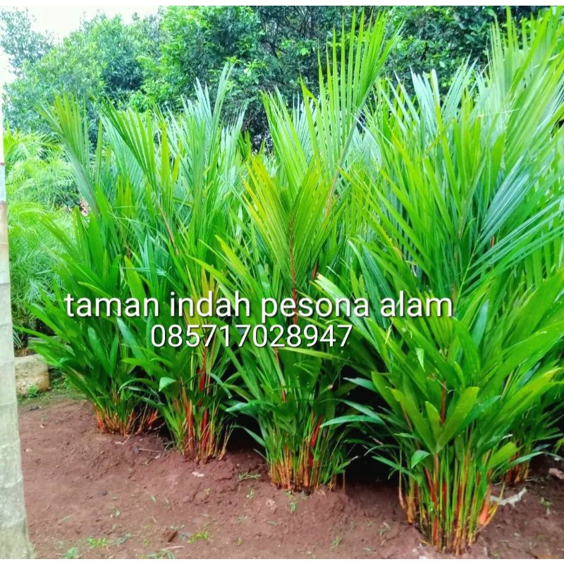 pohon palem merah tinggi 2 meter - hiasan taman