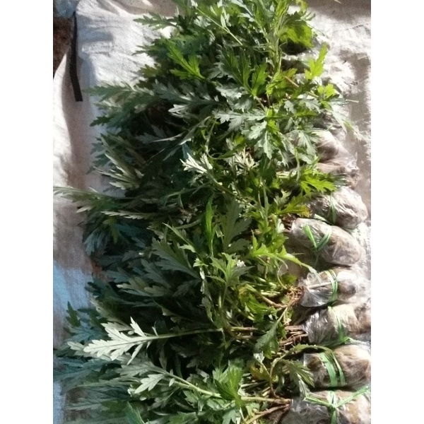 

daun baru cina segar 1 kg