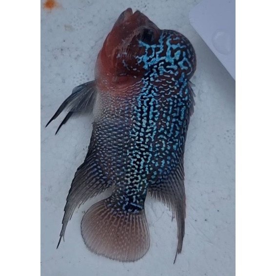 Ikan lohan louhan Srd Asli Thailand 7cm