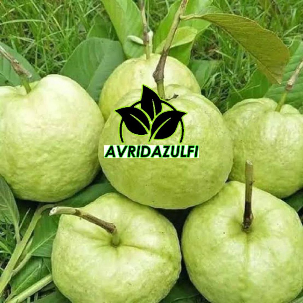 Bibit jambu kristal tanpa biji cangkok super