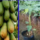 pohon pepaya california bibit tanaman pepaya california