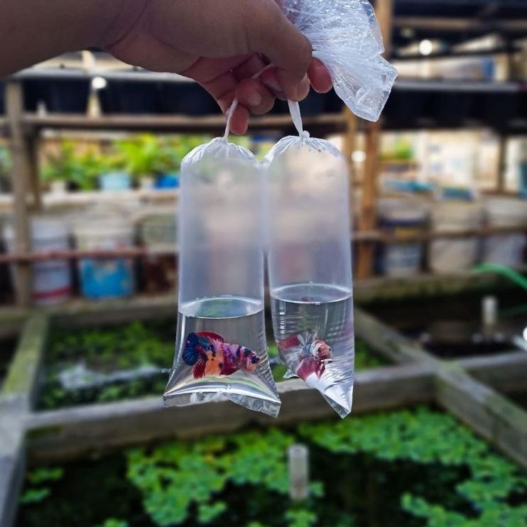 (D-6&4») plastik ikan cupang sepasang galaxi koi multy colour kekinian