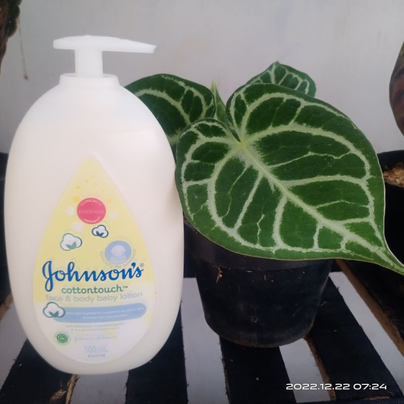 johnson cottontouch face and body baby lotion / milk rice lotion 500ml