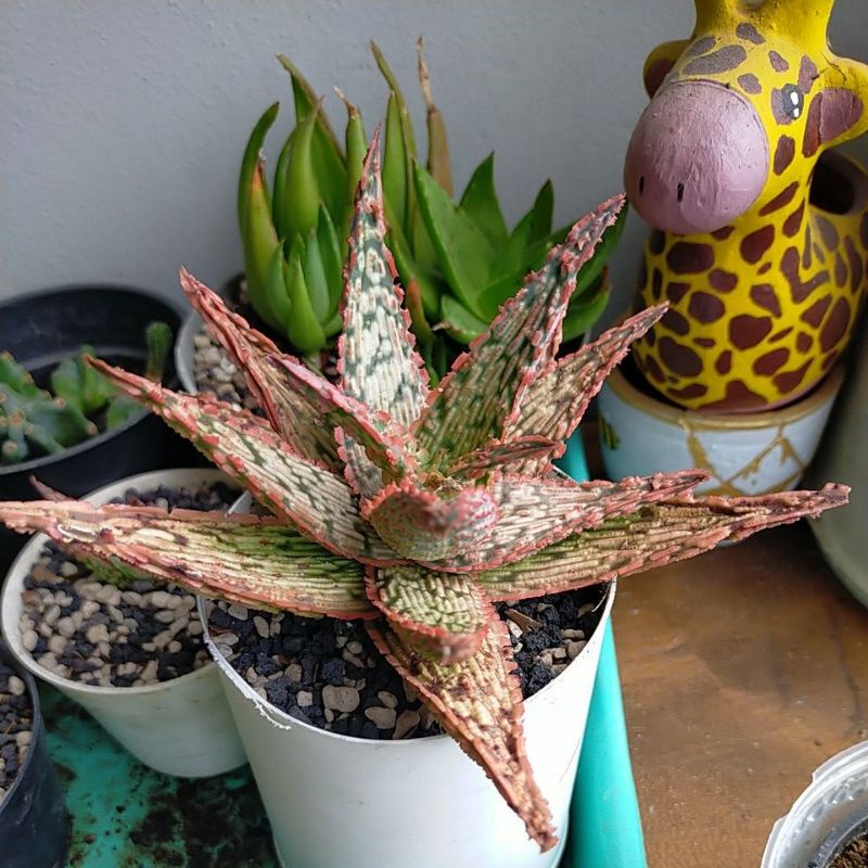 tanaman aloe TCT Pink Salmon size induk