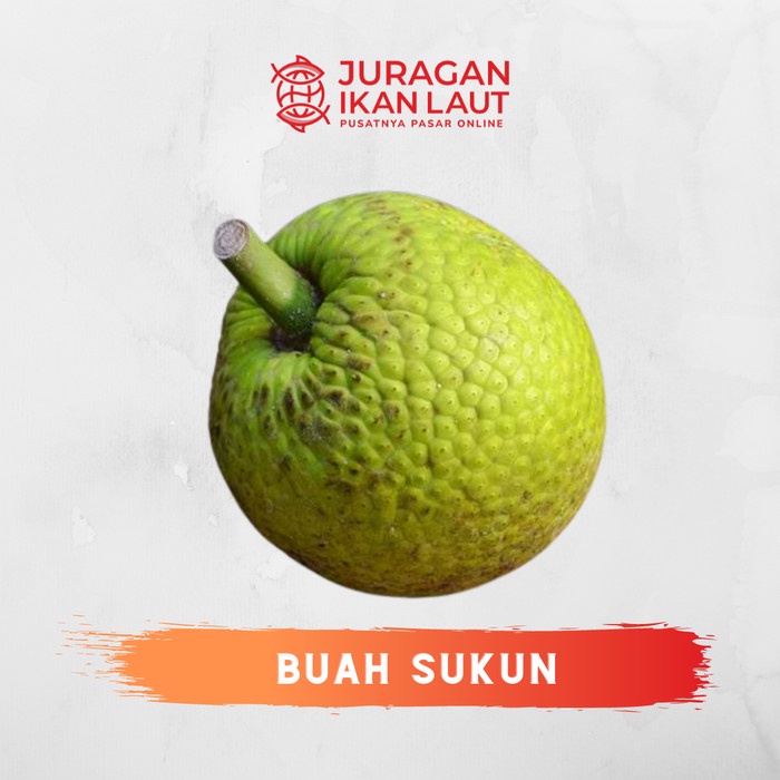 

Buah Sukun Berkualitas - 1 Buah