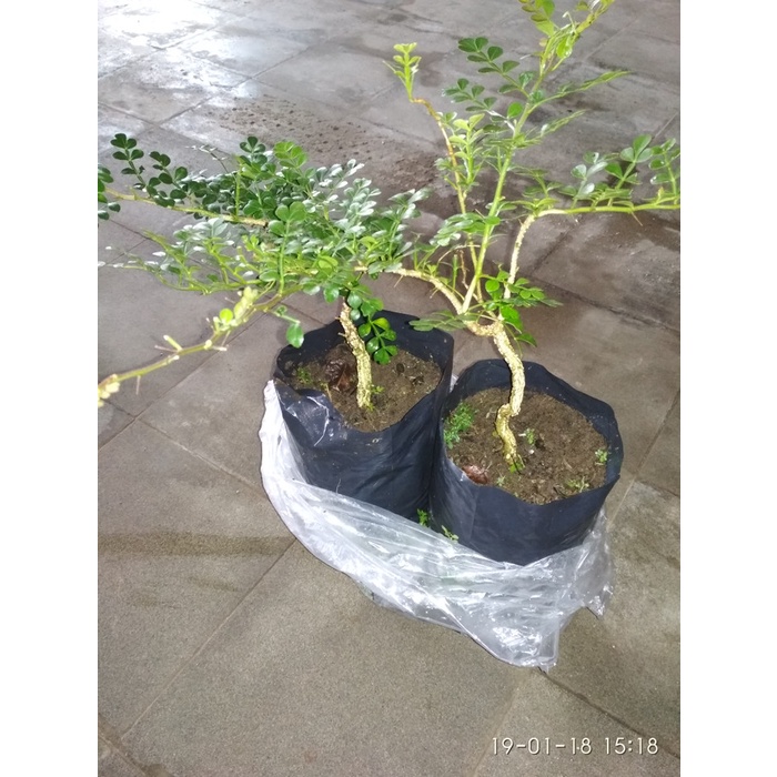 Bibit Bonsai Kawista