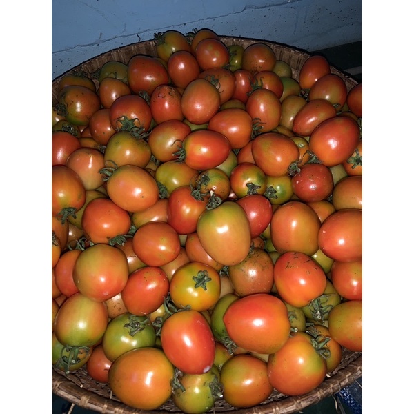 

tomat segar sisa 10 kg
