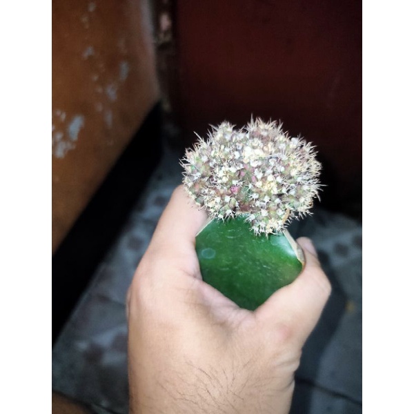 Kaktus Gymnocalycium-Gymno Tlux/T-Lux