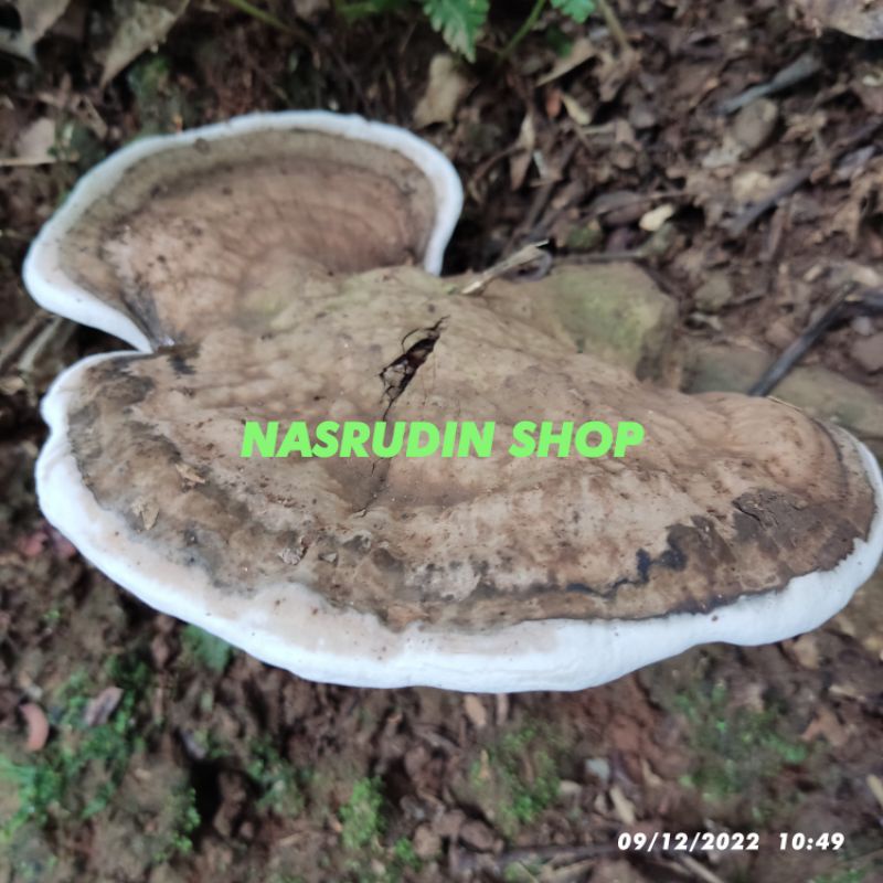 

JAMUR KAYU SEGAR 1KG HERBAL ALAMI