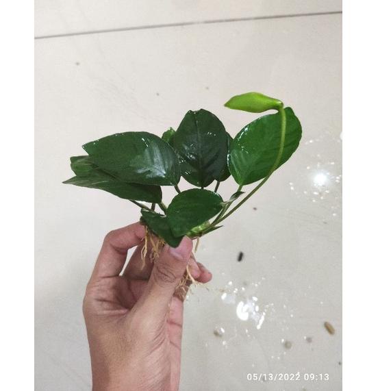 POL.10De22d • Anubias nana L