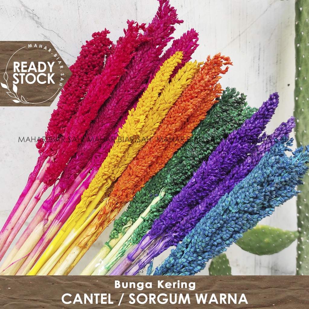 RS 3pcs Cantel WARNA / Sorgum / Bunga Cantel /  Dried Sorgum / Bunga Sorgom / Dried Flower / Bunga K