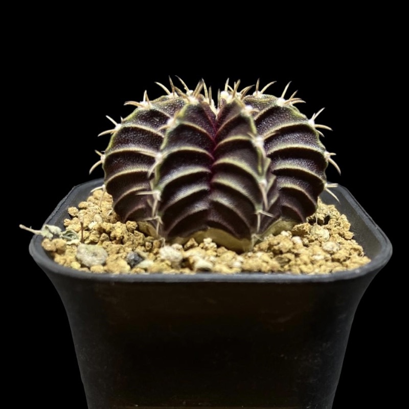 Kaktus LB Hybrid #2
