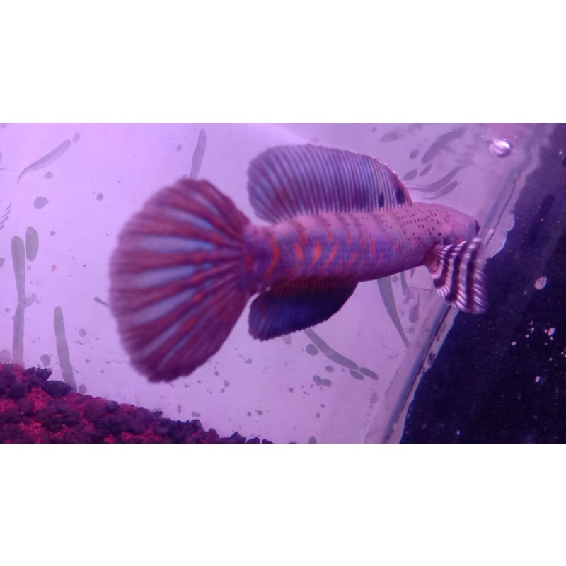 Blue Pulcra spek kontes