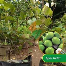 Bibit Tanaman Putsa ( Apel India ) BB66