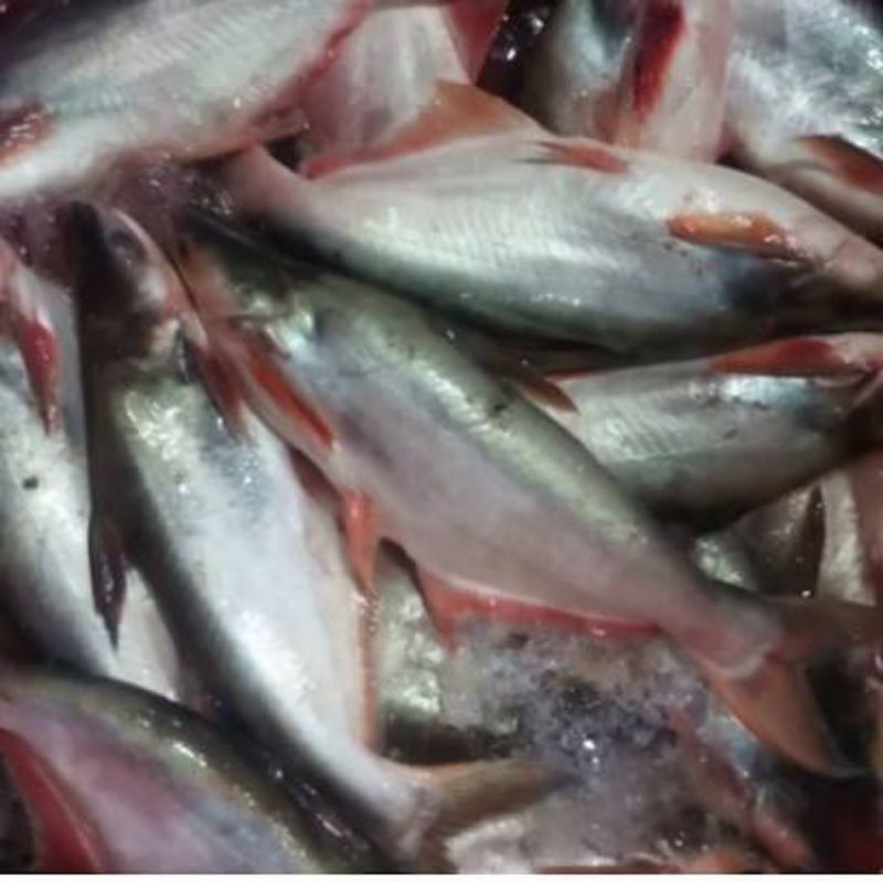 

Ikan Patin Merah 1kg