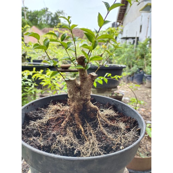 bonsai anting putri berkarakter