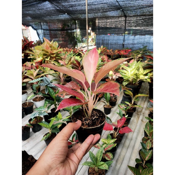 kochin red Mella daun 6 7 8
