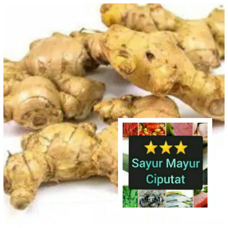 

jahe mprit/jahe kecil/jahe putih