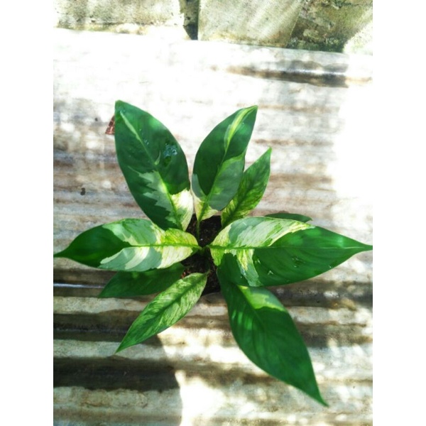 Bunga diven dasi varigata