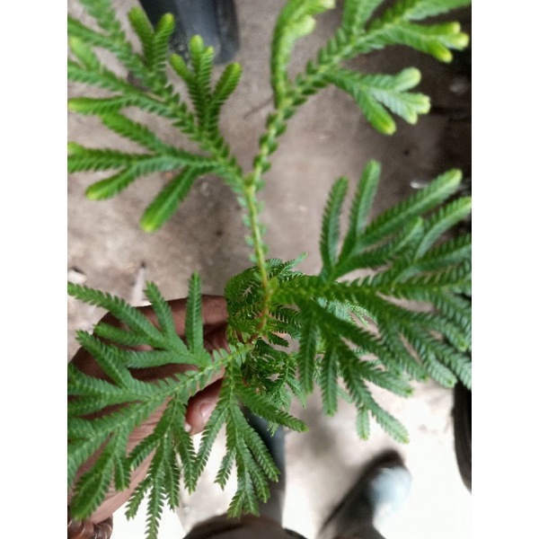 

Daun Rane segar500gram
