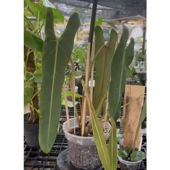 Philodendron Spiritus Sancti bibit bonggol