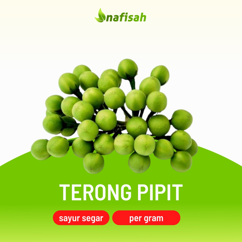 

Terong Pipit | Takokak