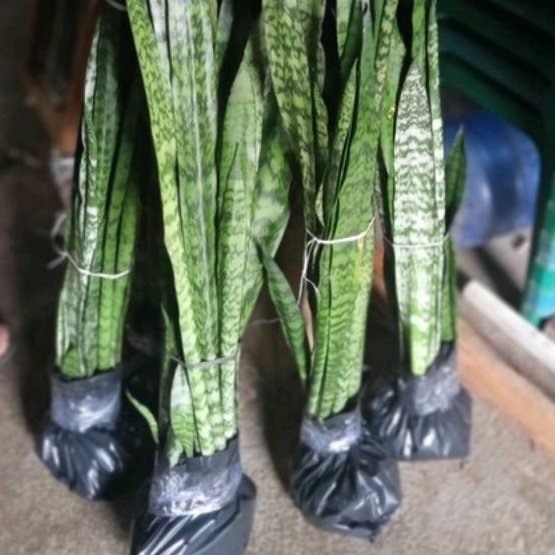 DIARY PETANI - Sansivera Lidah Mertua Hijau