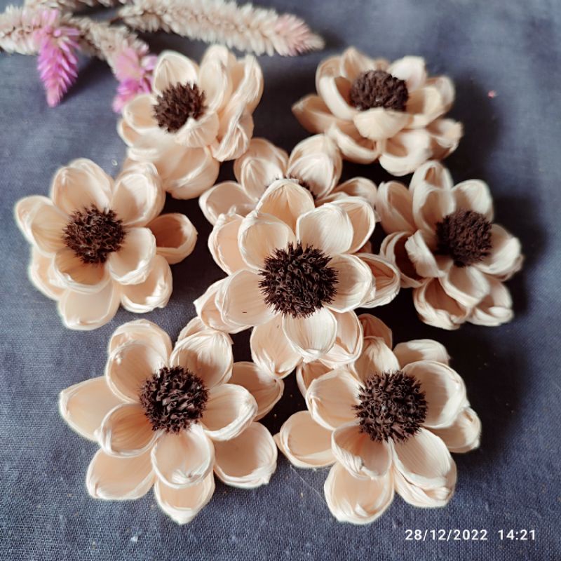 bunga klobot matahari