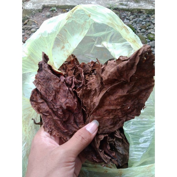 

Daun Ketapang laut asli Olahan terbaik buat ikan cupang/chana