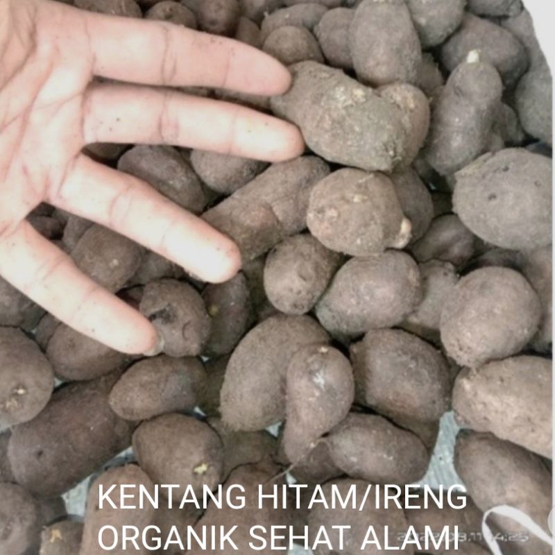 

BISA COD KENTANG HITAM/IRENG/BULU/kleci/jembut kembili 1000gr SEHAT